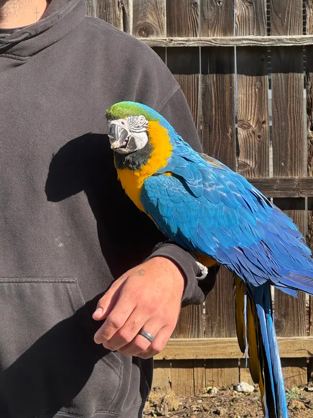 Customer photo of work by Bay Area Parrot Rescue, from Aaron botkin's review
