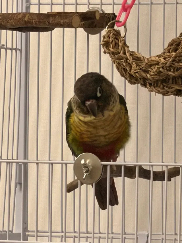 Bay Area Parrot Rescue — customer photo 4