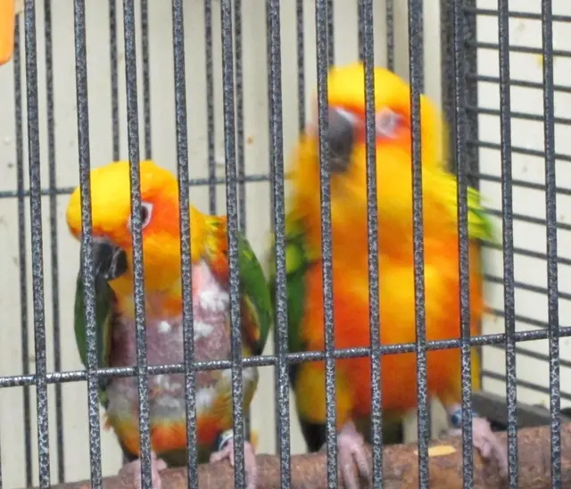 Bay Area Parrot Rescue — photo from the business 11