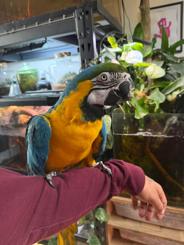 Bay Area Parrot Rescue — customer photo 1