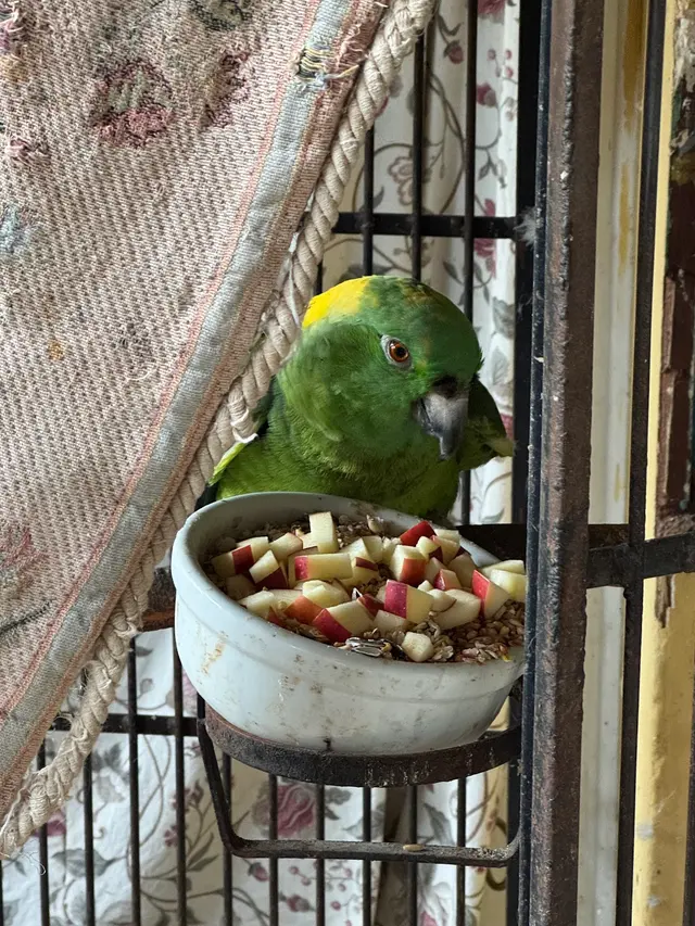 Bay Area Parrot Rescue — customer photo 5