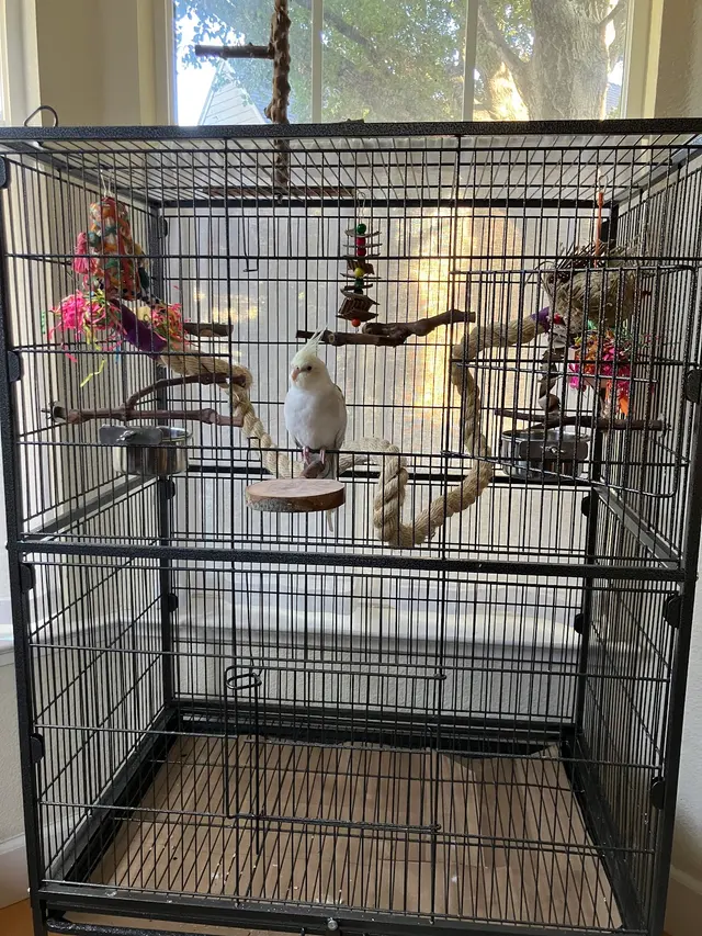 Bay Area Parrot Rescue — customer photo 3