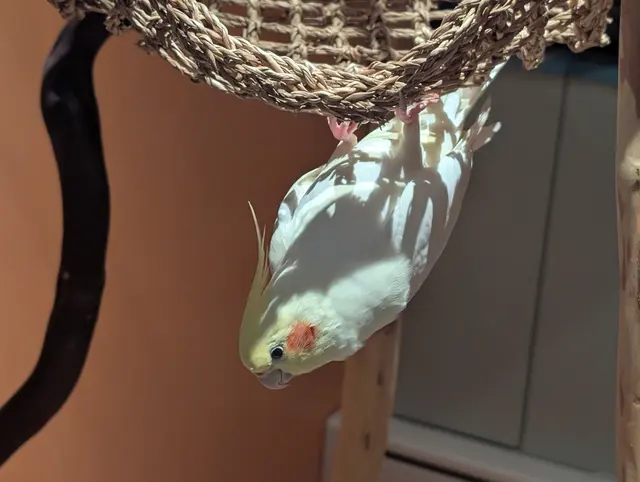 Bay Area Parrot Rescue — customer photo 7