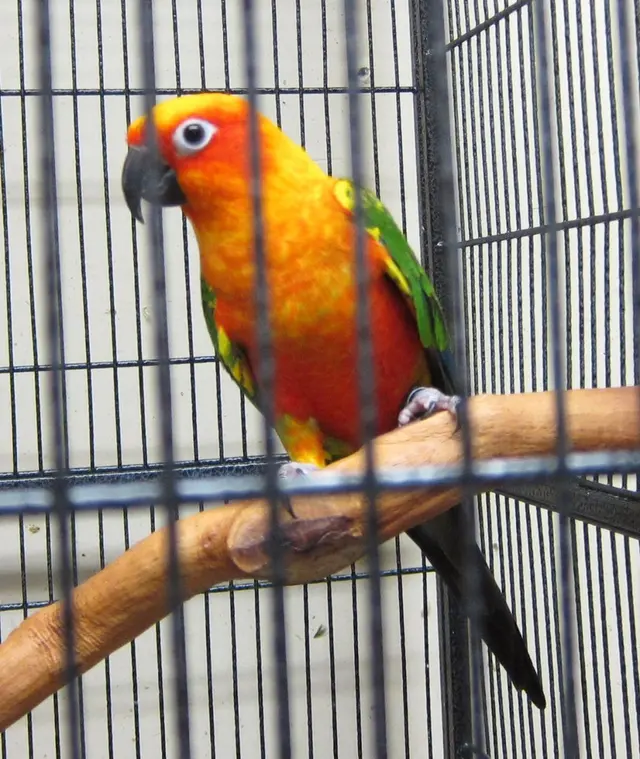 Bay Area Parrot Rescue — photo from the business 2