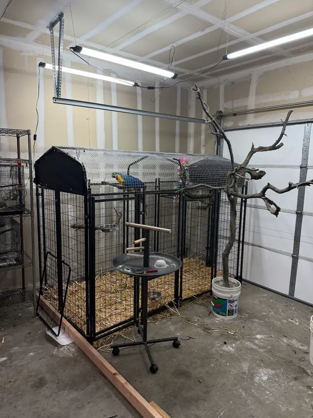 Bay Area Parrot Rescue — customer photo 6
