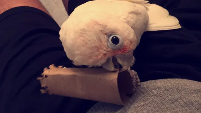 Bay Area Parrot Rescue — photo from the business 10