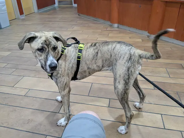 San Francisco SPCA Adoption Center — customer photo 10