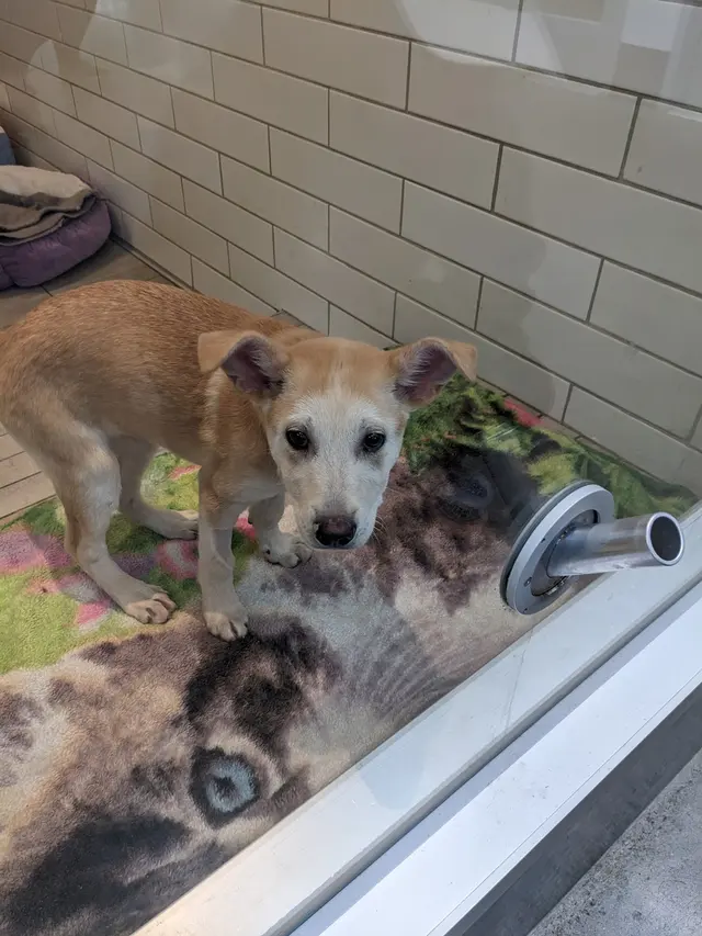 San Francisco SPCA Adoption Center — customer photo 12