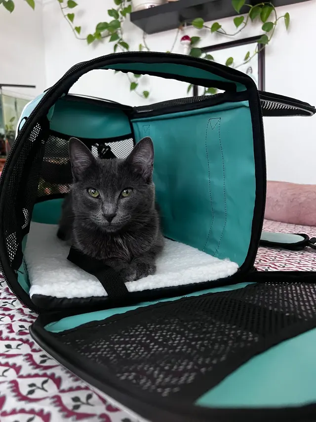 San Francisco SPCA Adoption Center — customer photo 4