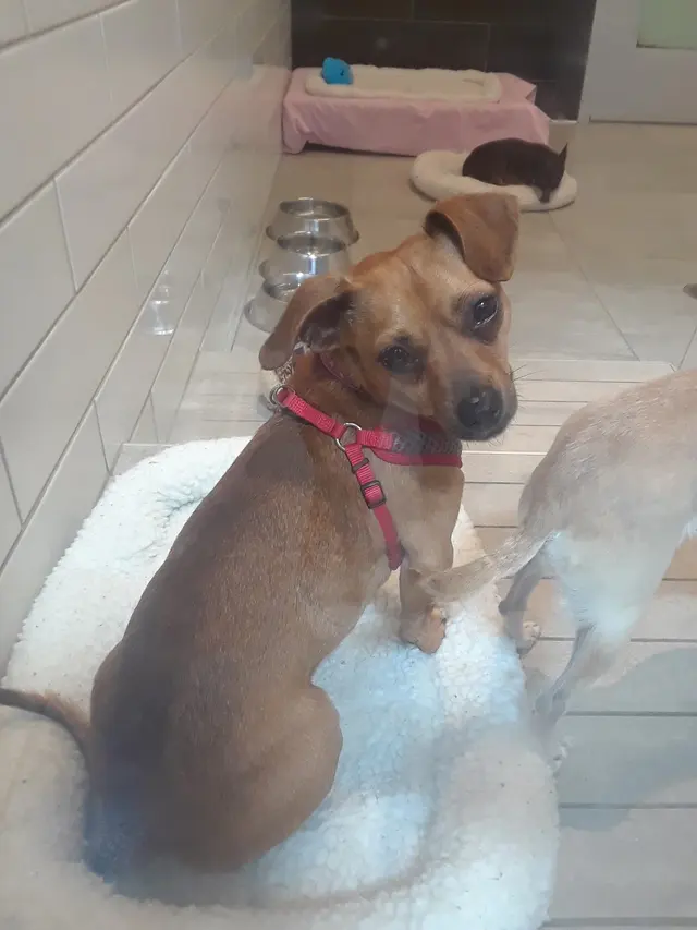 San Francisco SPCA Adoption Center — customer photo 3