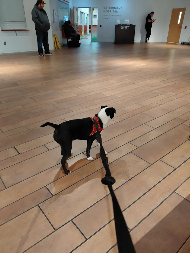 San Francisco SPCA Adoption Center — customer photo 2