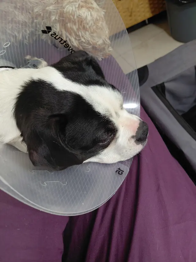San Francisco SPCA Adoption Center — customer photo 8