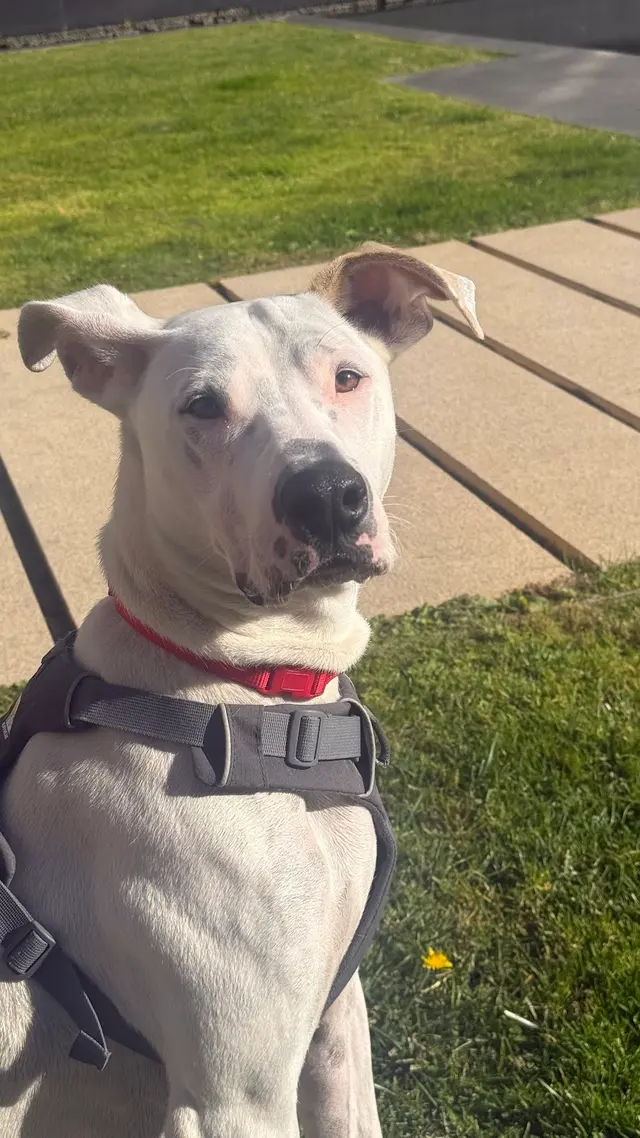 San Francisco SPCA Adoption Center — customer photo 7
