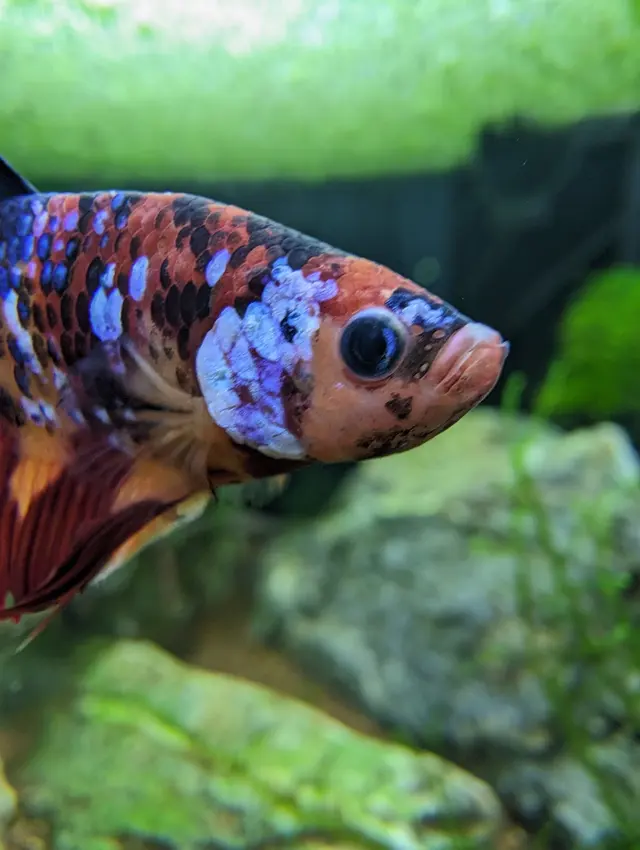 Aquatica Aquarium Gallery — customer photo 8
