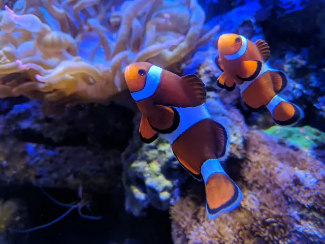 Aquatica Aquarium Gallery — customer photo 4