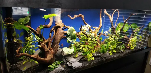 Aquatica Aquarium Gallery — customer photo 7