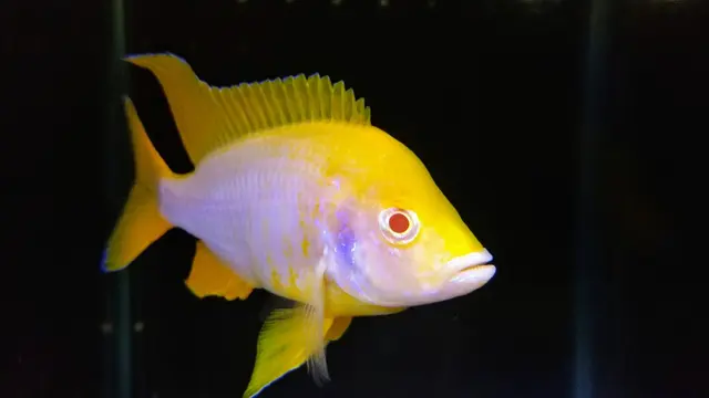 Aquatica Aquarium Gallery — photo from the business 11