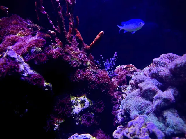 Aquatica Aquarium Gallery — customer photo 10