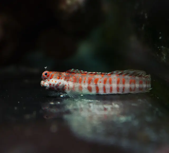 Great Lakes Fish and Coral — photo from the business 10