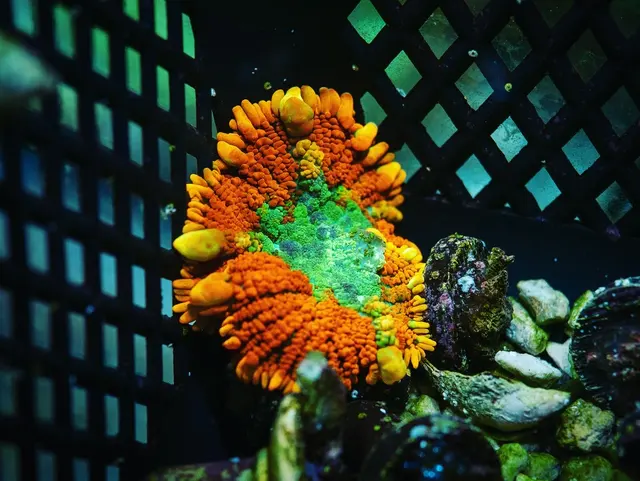 Great Lakes Fish and Coral — photo from the business 2