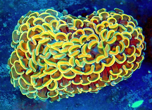 Great Lakes Fish and Coral — photo from the business 1