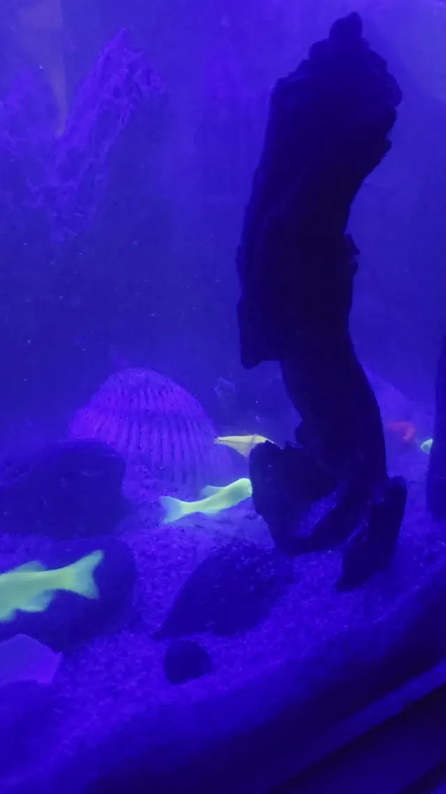 Customer photo of work by Great Lakes Fish and Coral, from R V's review