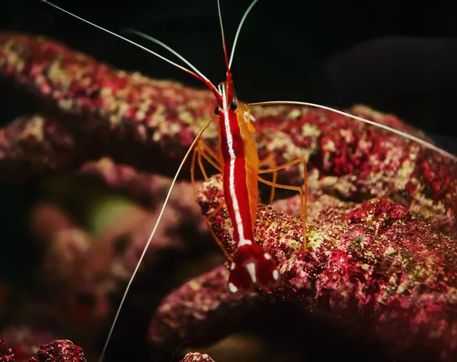 Great Lakes Fish and Coral — photo from the business 5