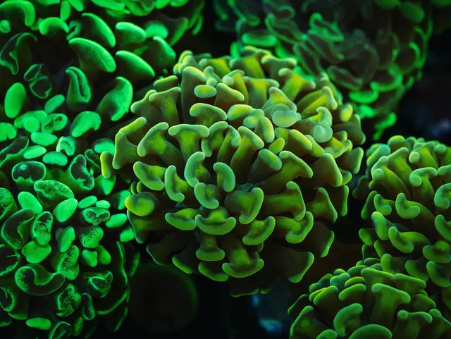 Great Lakes Fish and Coral — photo from the business 9