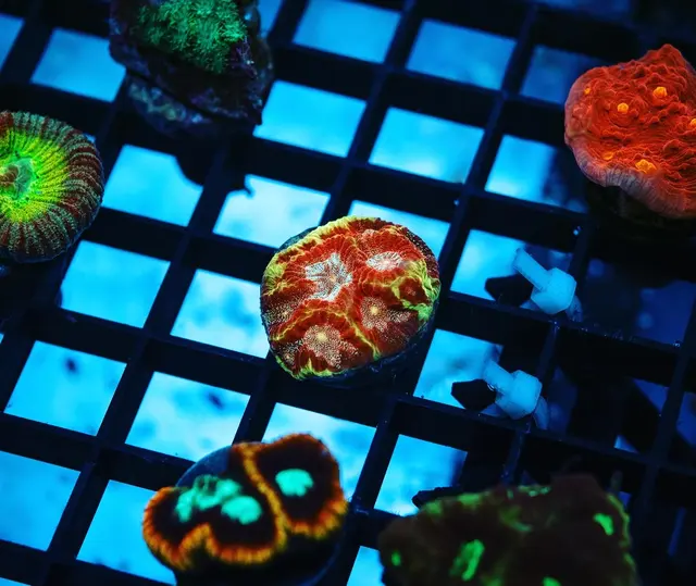 Great Lakes Fish and Coral — photo from the business 6