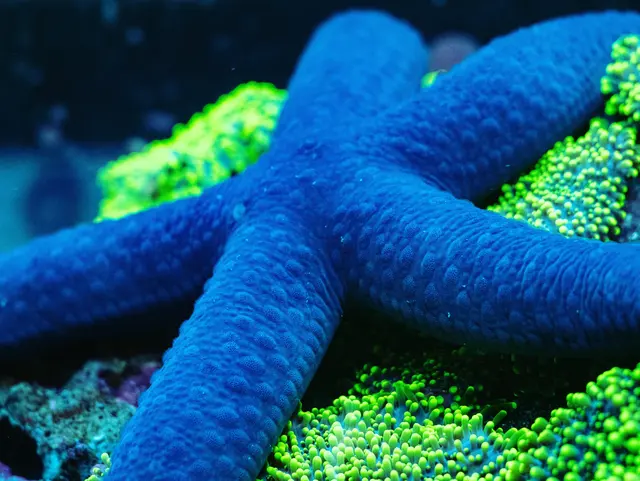 Great Lakes Fish and Coral — photo from the business 11
