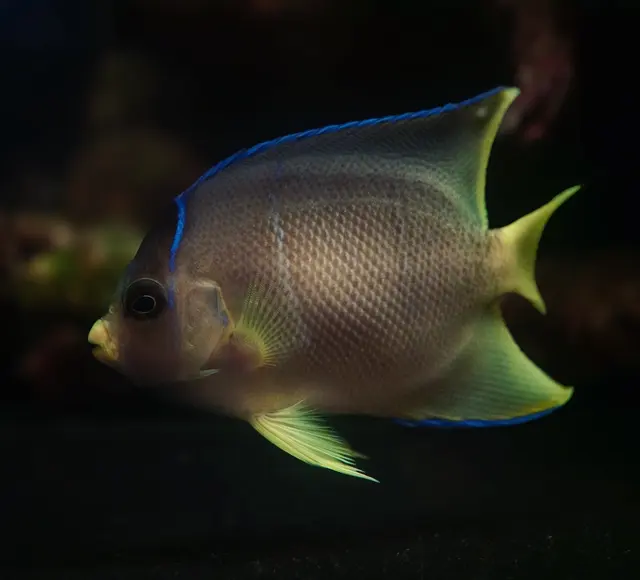 Great Lakes Fish and Coral — photo from the business 3
