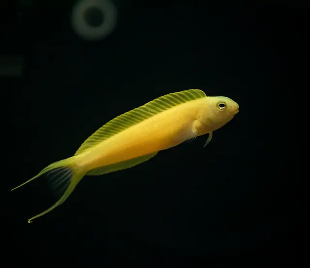 Great Lakes Fish and Coral — photo from the business 8