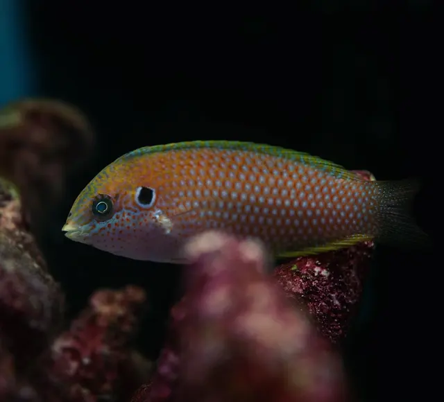 Great Lakes Fish and Coral — photo from the business 4