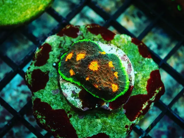 Great Lakes Fish and Coral — photo from the business 12