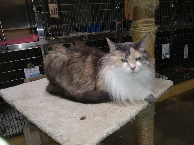 Friends of The Alameda Animal Shelter — customer photo 7