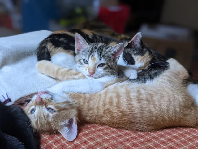 Friends of The Alameda Animal Shelter — customer photo 9