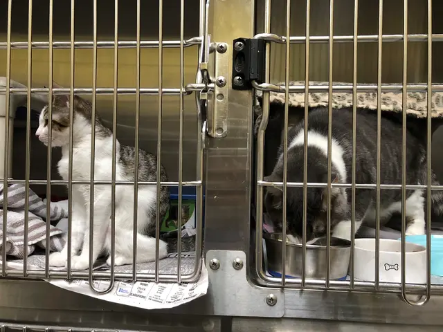 Friends of The Alameda Animal Shelter — customer photo 5