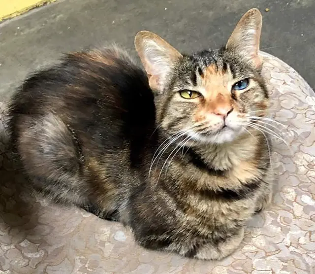 Friends of The Alameda Animal Shelter — customer photo 8
