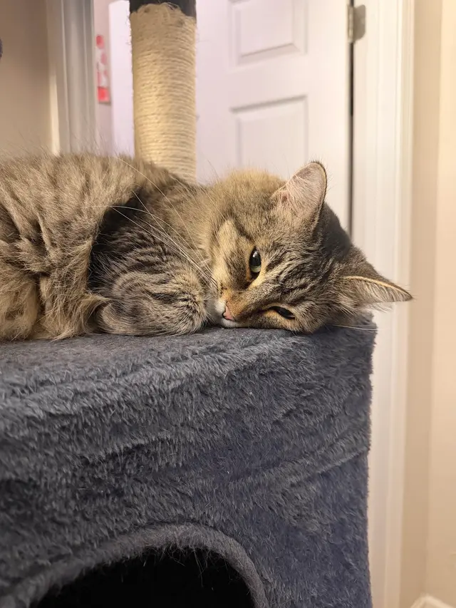 Friends of The Alameda Animal Shelter — customer photo 1