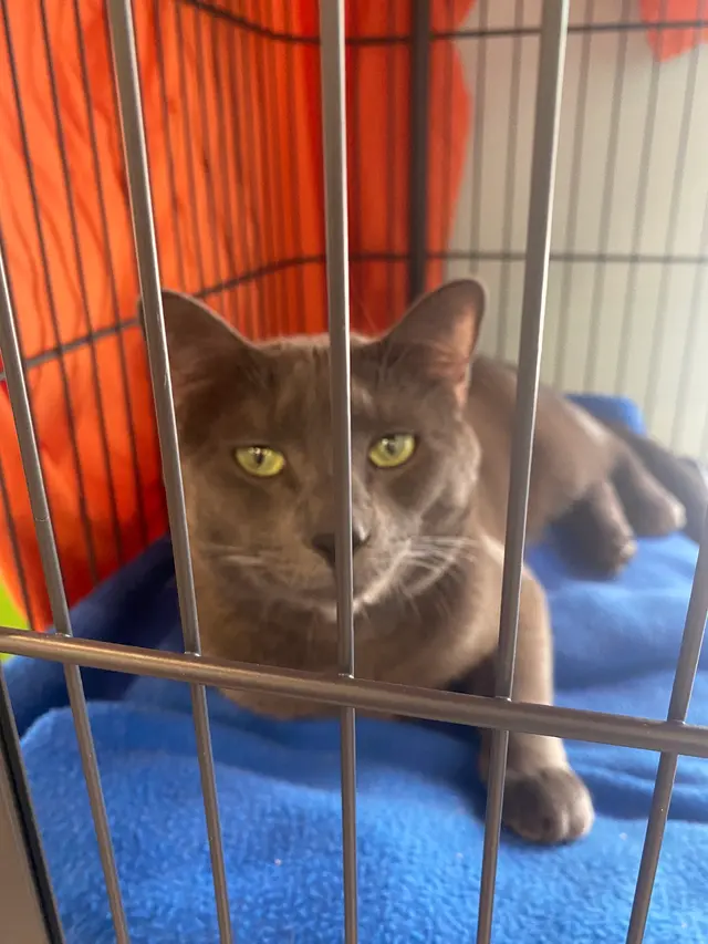 Friends of The Alameda Animal Shelter — customer photo 11