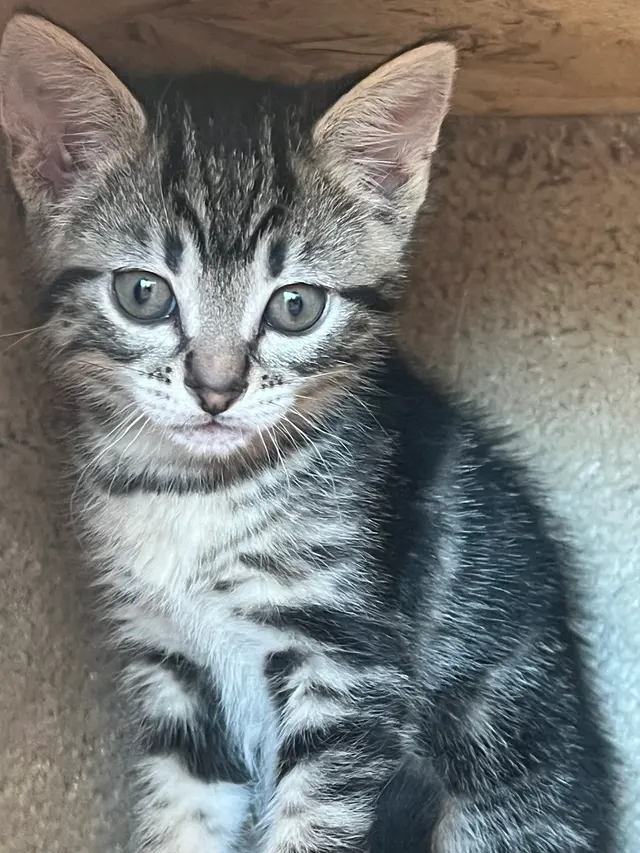 Friends of The Alameda Animal Shelter — customer photo 10