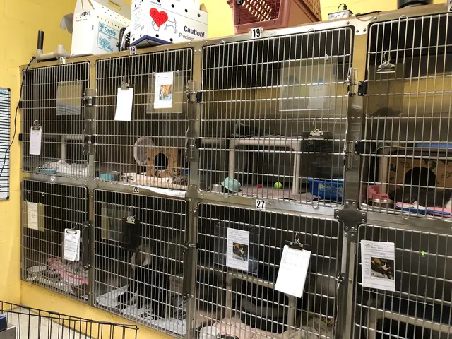 Friends of The Alameda Animal Shelter — customer photo 4