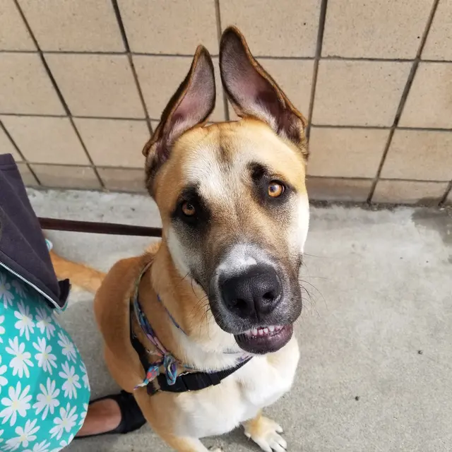 Friends of The Alameda Animal Shelter — customer photo 12