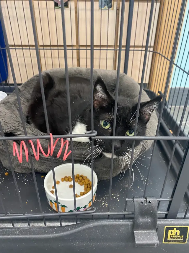 Friends of The Alameda Animal Shelter — customer photo 6