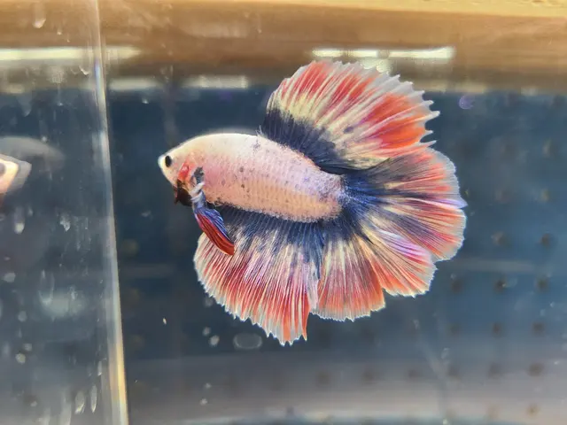 Agnoquatics — photo from the business 4