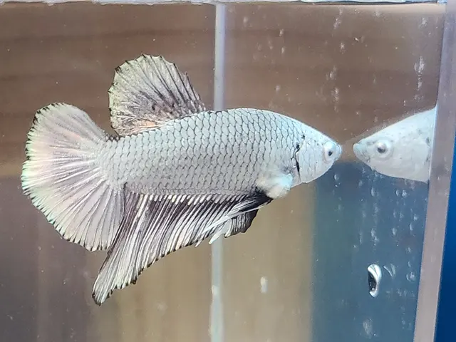 Agnoquatics — photo from the business 3