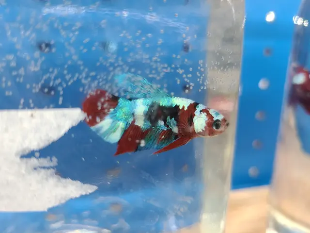 Agnoquatics — photo from the business 11