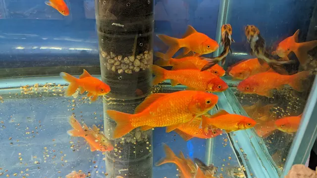 SomethingFishy inc. — customer photo 11