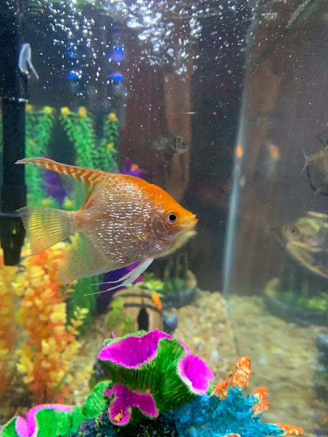 SomethingFishy inc. — customer photo 5