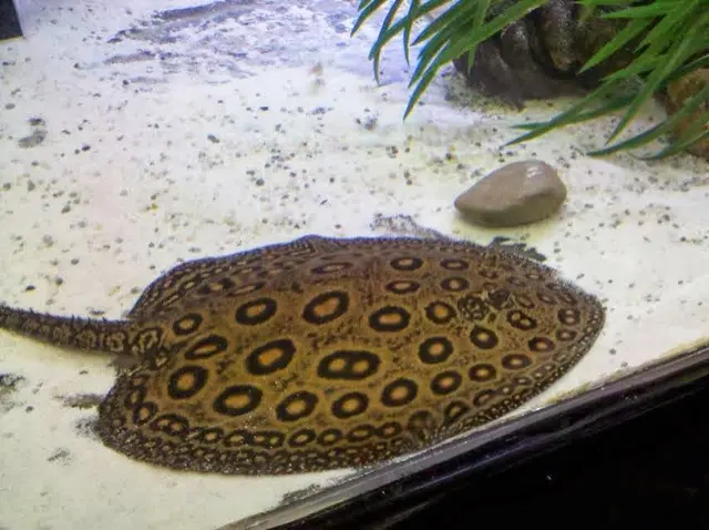 SomethingFishy inc. — photo from the business 12